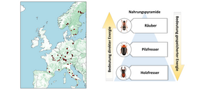 Beetle Biodiversity in Dead Wood