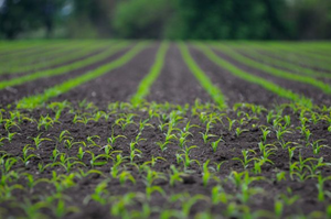 Green planted fields