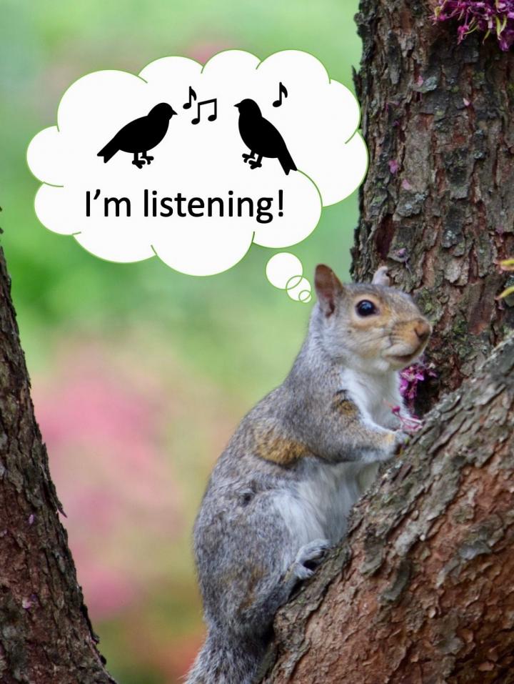 Squirrels Listen in to Birds' Conversations as Signal of Safety
