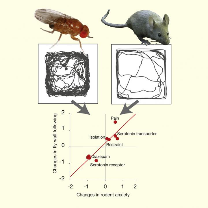 Anxiety in Flies and Mice