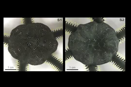 Green Brittle Stars Showing Different 'Pumping' Movement Patterns