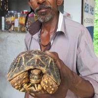 Indian Star Tortoise (2 of 2)