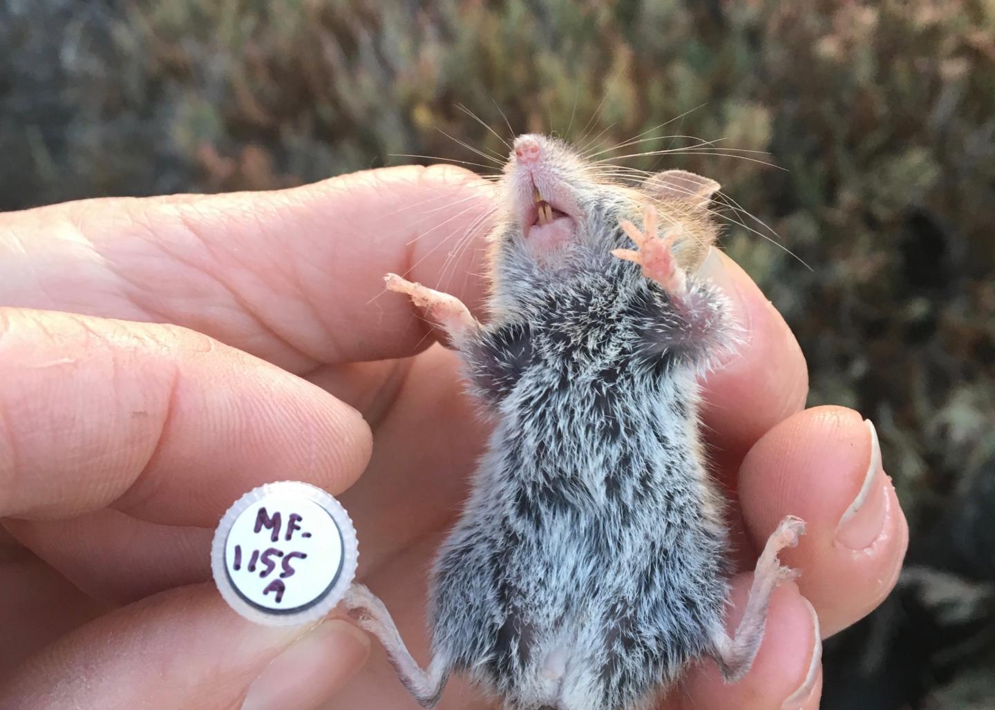 Western harvest mouse