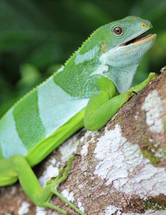 Male Brachylophus bulabula