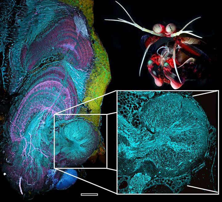 Inside the Mantis Shrimp's Brain