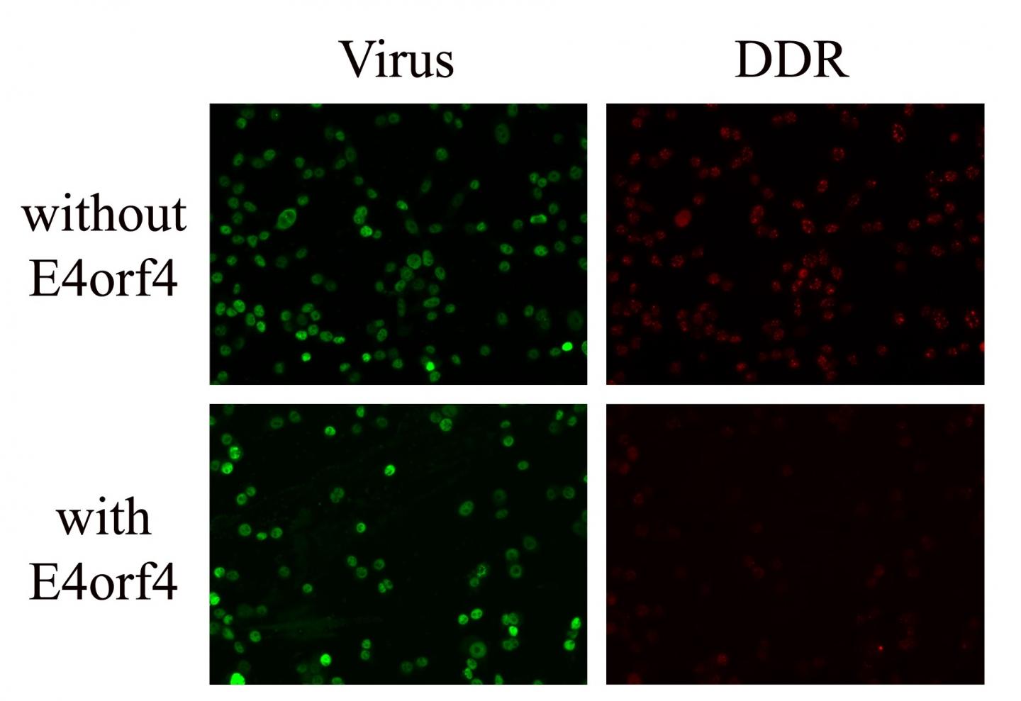 Adenovirus Dampens Host DNA Damage Response -- Implications for Control and Cancer Therapy