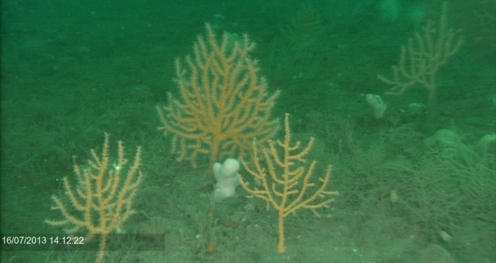 Seabed in Lyme Bay (UK) in 2013