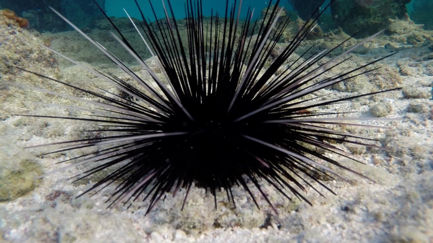 Long-Spined Urchin