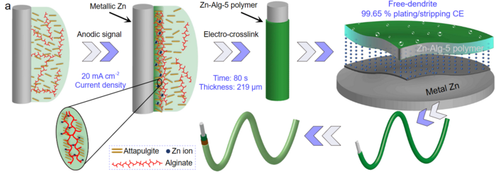 Biocompatible zinc batteries with Zn-alginate polymer electrolyte