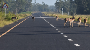 Impala, Mozambique