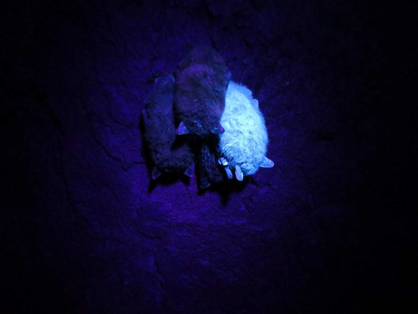 Bat with Fluorescent Powder