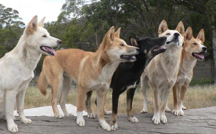 Dingoes (1 of 2)