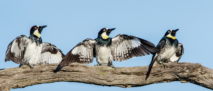 Acorn woodpeckers doing the spread-wing display.