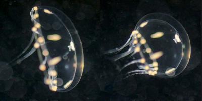 Swimming Medusa