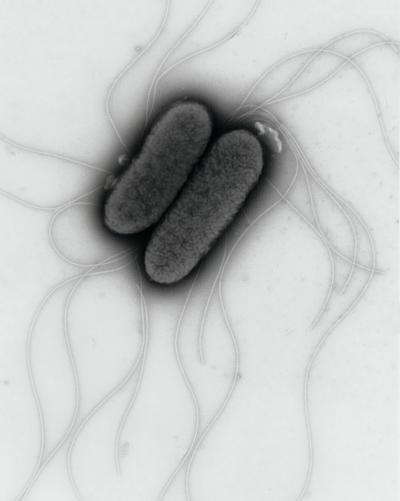 <i>Salmonella</i> Typhimurium
