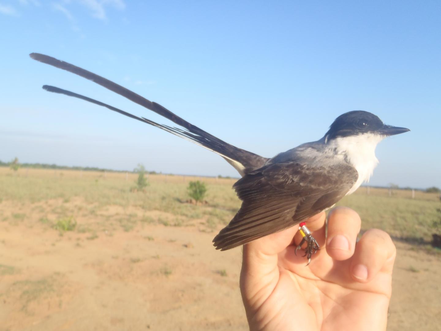 Fork-Tailed Flycatcher