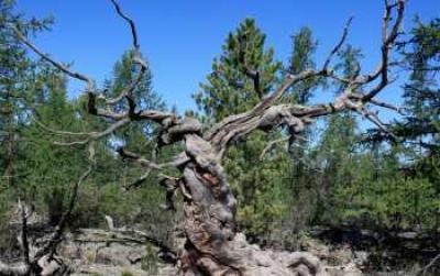 Ancient Siberian Pine Tree in Central Mongolia