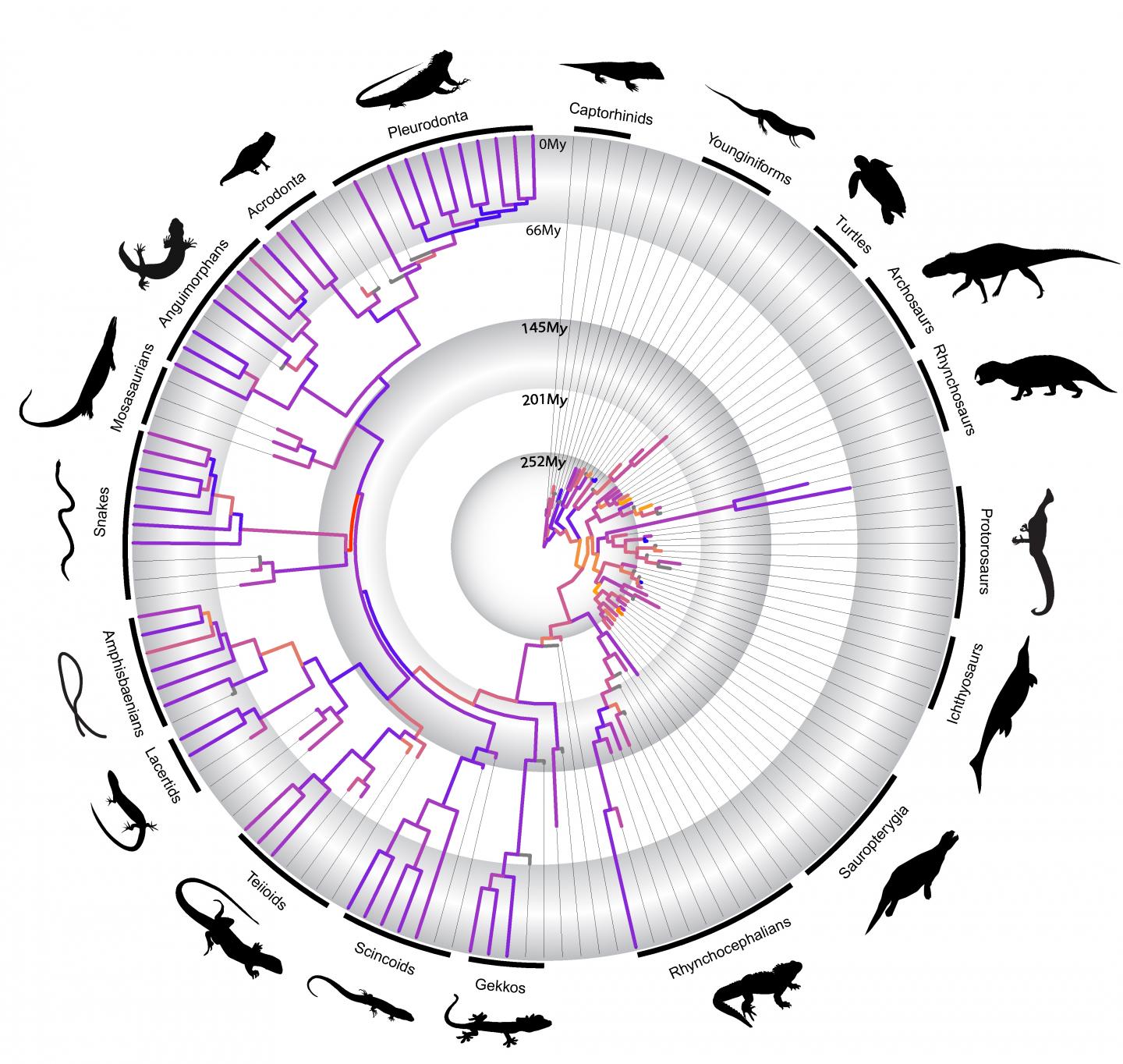 Animals sampled in analysis