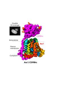 Structure of the transporter protein Asc1/CD98hc with its two components