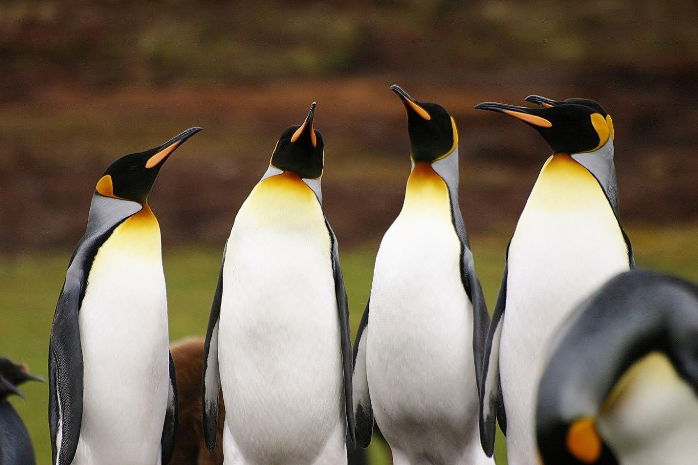 King Penguins