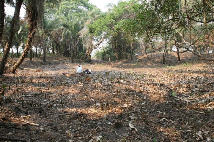 Ancient Fish Ponds in the Bolivian Savannah Supported Human Settlement