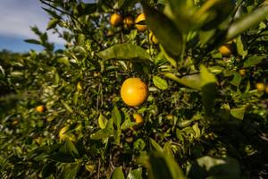 citrus tree