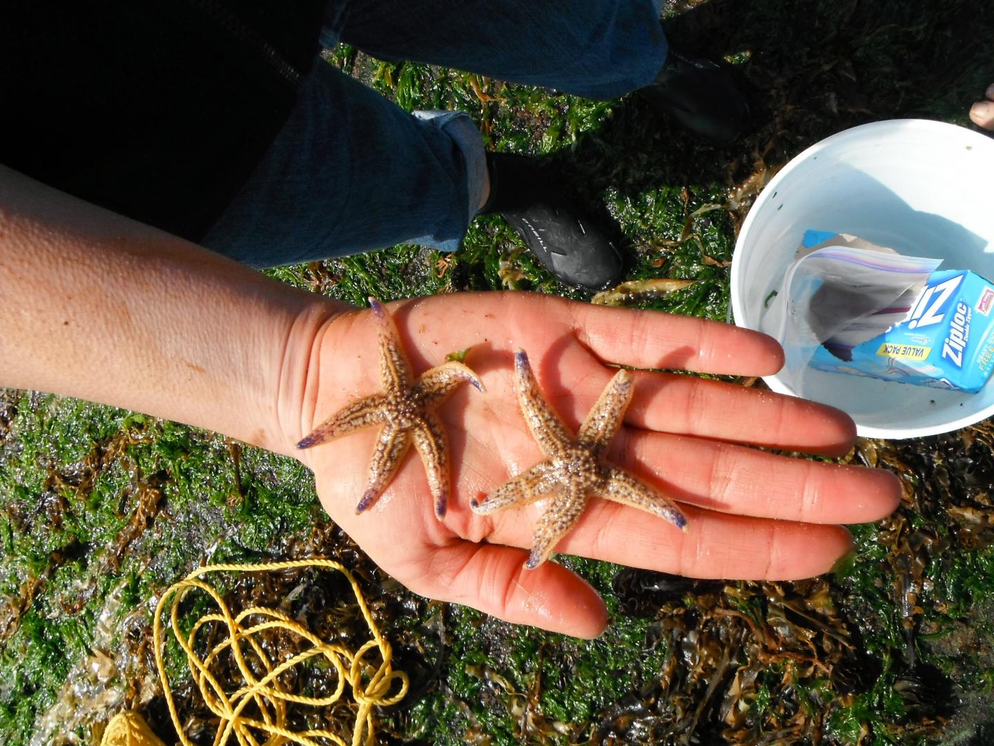 Asian Amur Sea Star