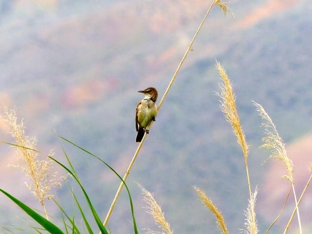 Great Reed Warbler 3