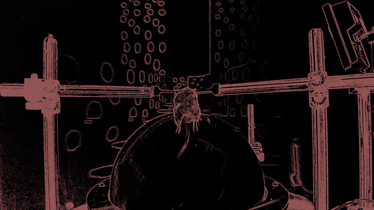 Mice Running in a Virtual Reality Maze