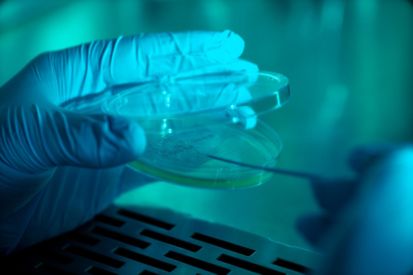 Nitric Oxide Technology [IMAGE] EurekAlert! Science News Releases