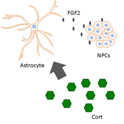 Glucocorticoids and Astrocytes