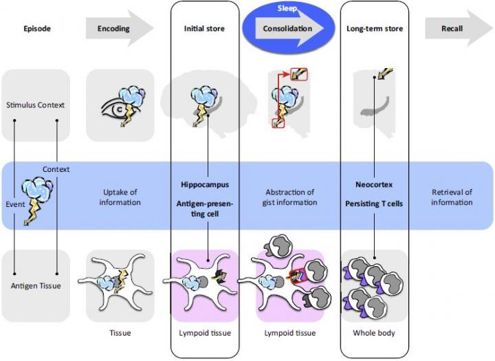 Model of Memory Formation