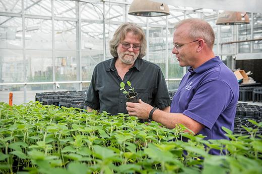 Researchers Earn Patent for Soybean Variety that May Save Industry Millions of Dollars a Year
