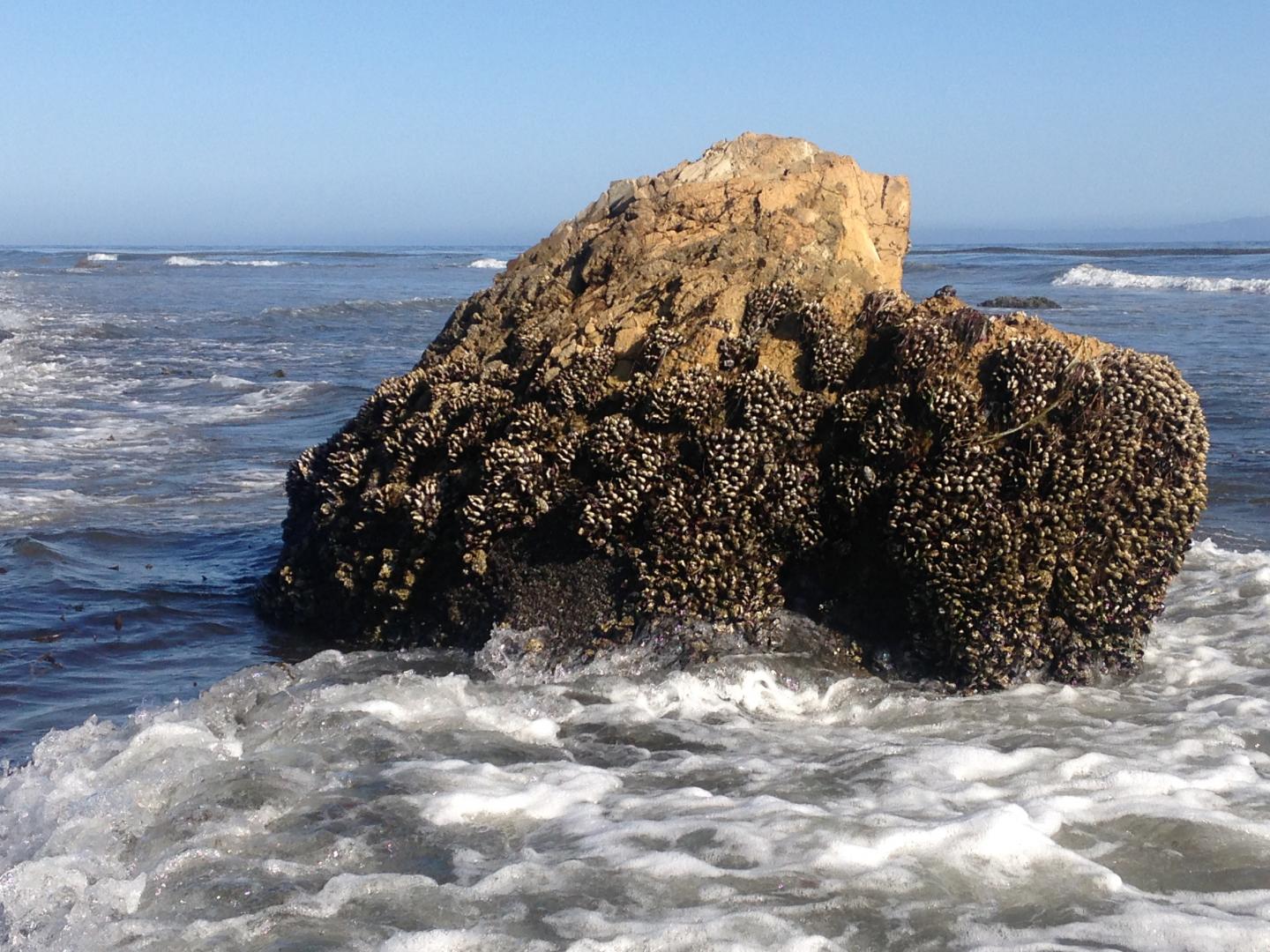 Taking a Tip from Mussels to Make Materials Both Strong and Flexible