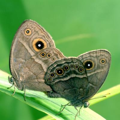 Butterfly Eyespots