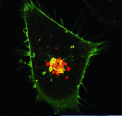 Image Depicts Drug Release Within a Treated Cancer Cell