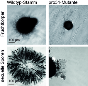 Sordaria macrospora