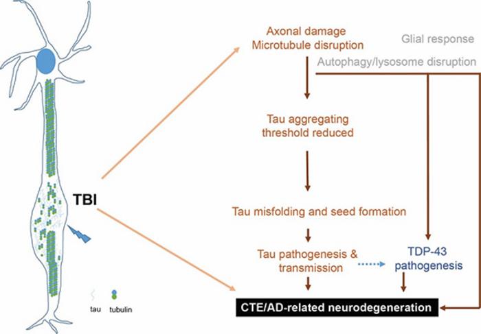 Working model on the mechanism linking rTBI and AD-related neurodegeneration