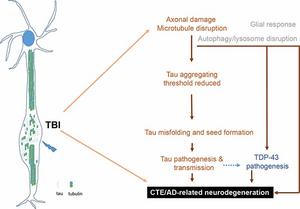 Working model on the mechanism linking rTBI and AD-related neurodegeneration