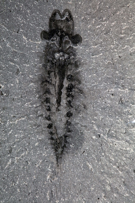 Fossil specimen of Stanleycaris hirpex