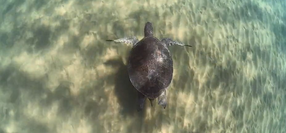 Adult green turtle