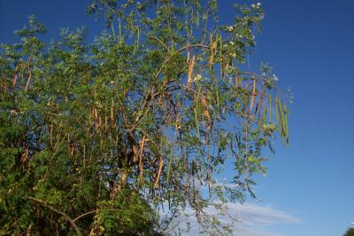 Moringa Tree