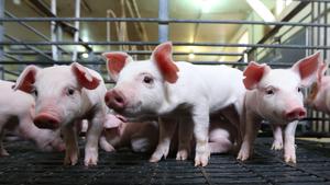 Global gut bacteria patterns in piglets