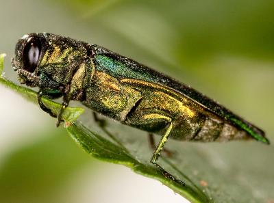 Emerald ash borer, Agrilus planipennis