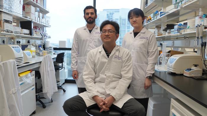 NTU Singapore study reveals new clues on how ageing alters brain cells’ ability to maintain memory