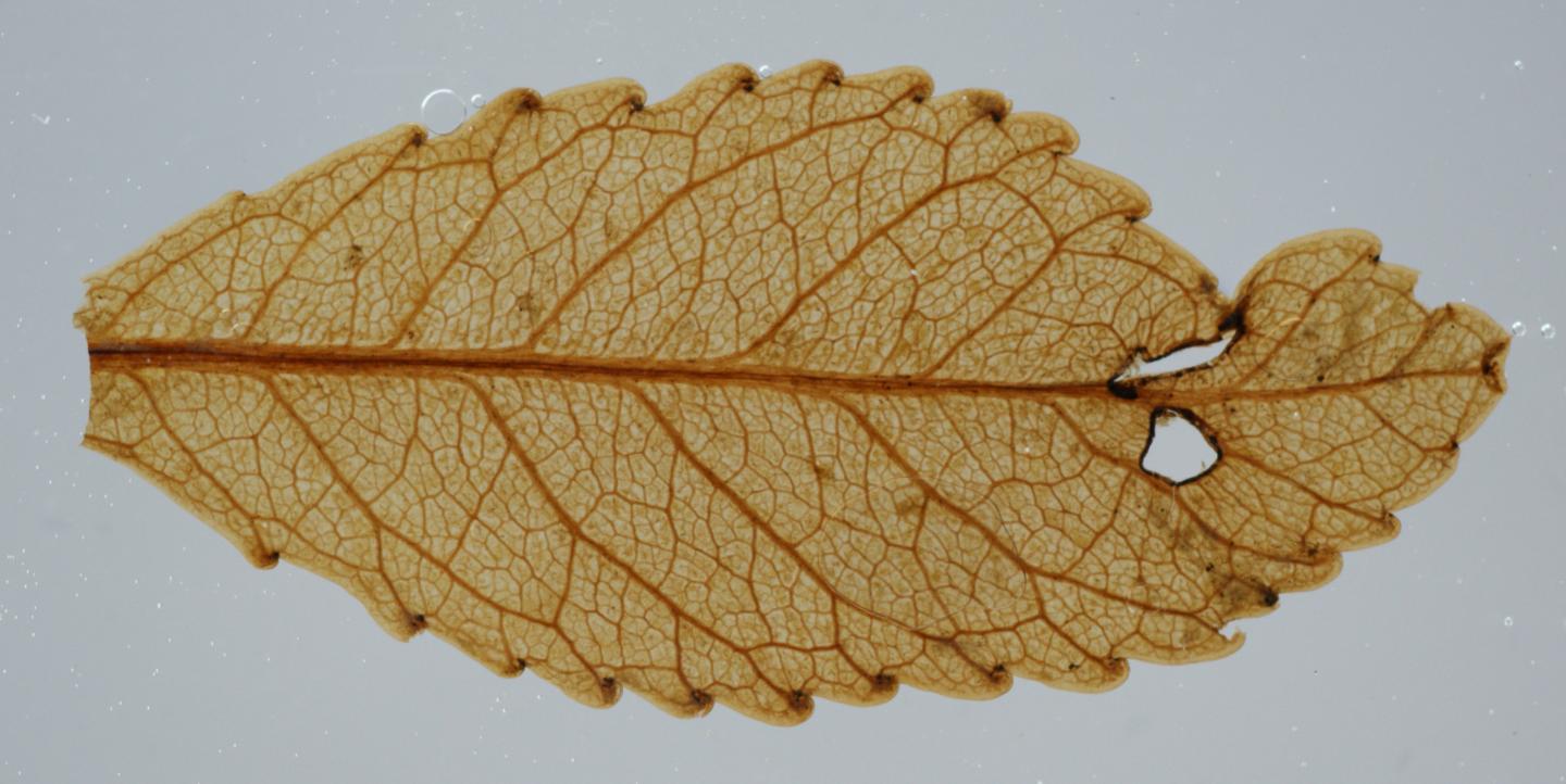 Old Leaf