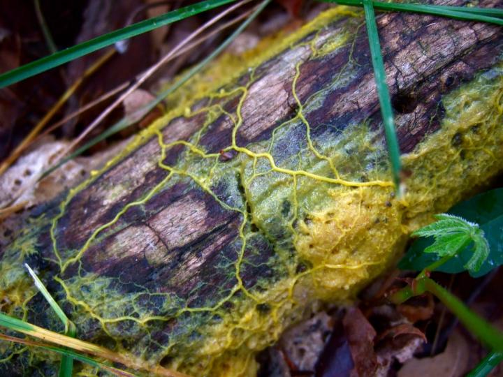 Physarum Polycephalum Slime Mold
