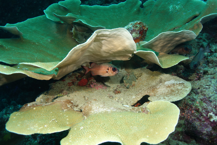 Machine learning predicts biodiversity and resilience in the Coral Triangle