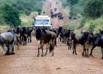 Wildebeest Migration in Serengeti National Park