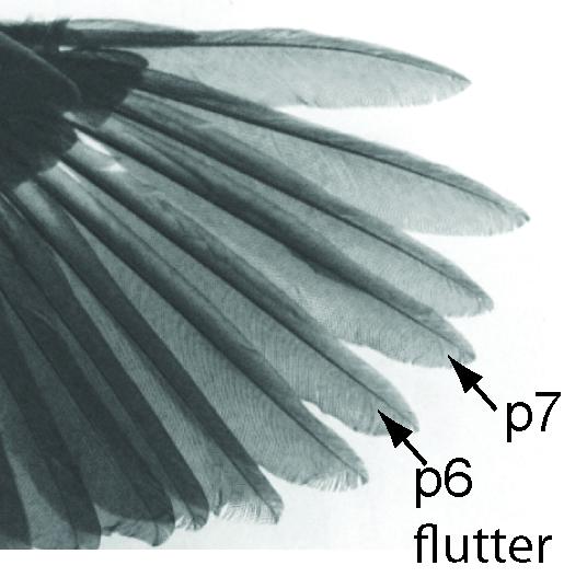 Wing Feathers